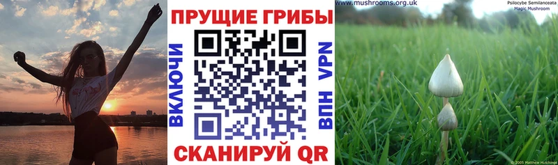 Псилоцибиновые грибы ЛСД  Орёл 
